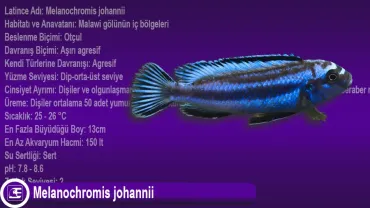 Melanochromis Johannii