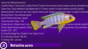 Metriaclima aurora