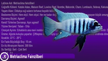 Metriaclima fainzilberi