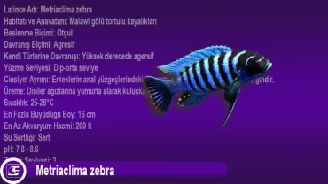 Metriaclima zebra