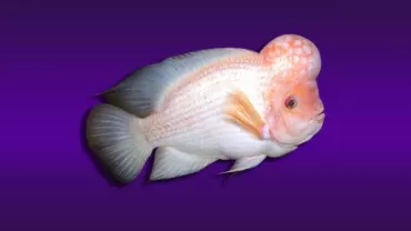 Midas (Amphilophus citrinellus )