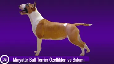Minyatür Bull Terrier