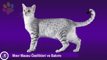 Mısır Mausu (Egyptian Mau)