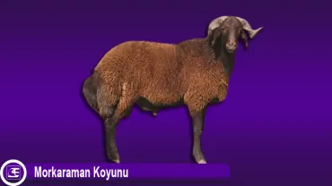 Morkaraman