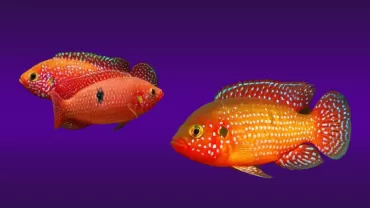 Mücevher Cichlid (Hemichromis guttatus)