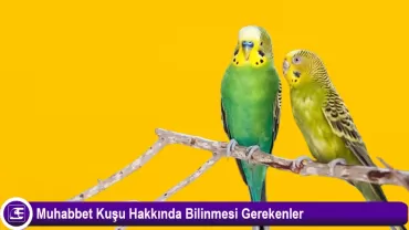 Muhabbet Kuşu