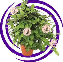 Mum Çiçeği (Hoya carnosa)