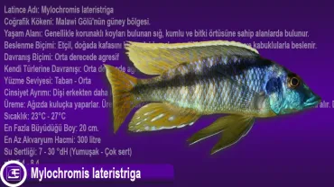 Mylochromis Lateristriga