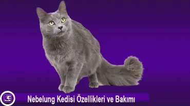 Nebelung Kedi Cinsi