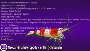 Neocaridina heteropoda var. Rili (Rili karides)