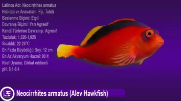 Neocirrhites armatus (Alev Hawkfish)