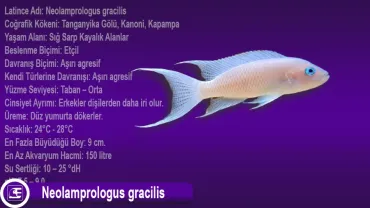 Neolamprologus Gracilis