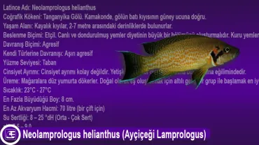 Neolamprologus helianthus