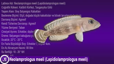 Neolamprologus meeli (Lepidiolamprologus meeli)