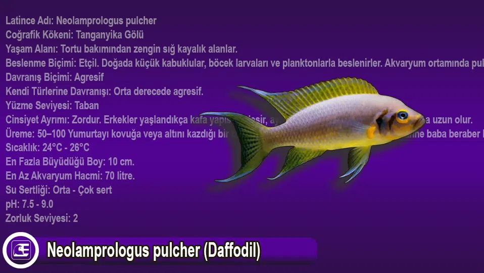 Neolamprologus pulcher (Daffodil)