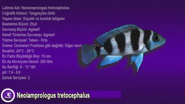 Neolamprologus tretocephalus