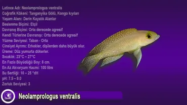 Neolamprologus ventralis