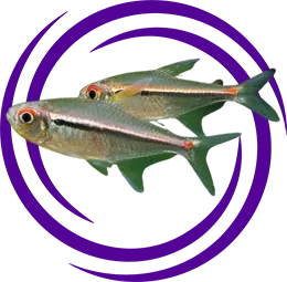 Hyphessobrycon heterorhabdus (Bayraklı Neon Tetra)