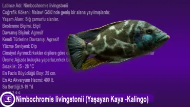 Nimbochromis livingstonii (Yaşayan Kaya -Kalingo)