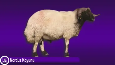 Norduz Koyunu