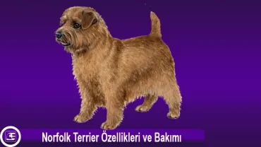 Norfolk Terrier