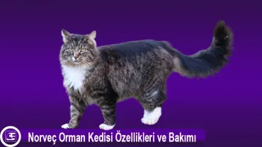 Norveç Orman Kedisi