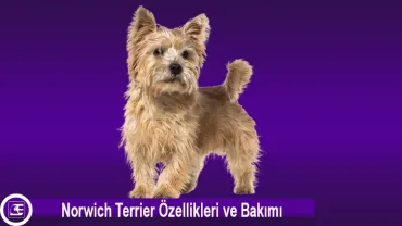 Norwich Terrier