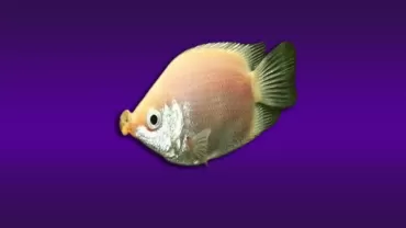 Öpüşen Gurami (Helostoma temminckii )