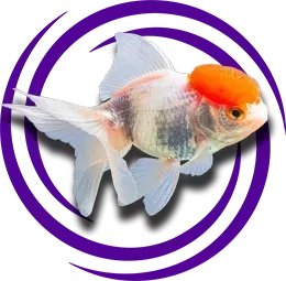 Oranda Japon Balığı