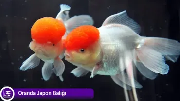 Oranda Japon Balığı