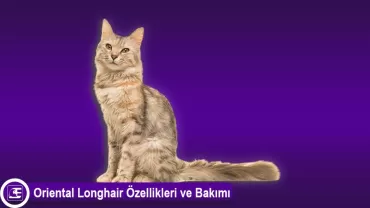 Oriental Longhair
