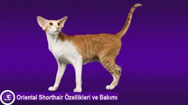Oriental Shorthair