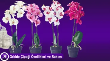 Orkide Çiçeği