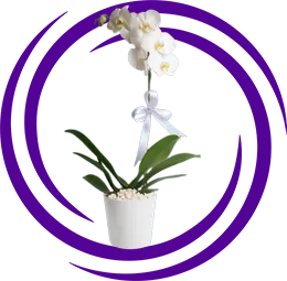 Orkide Çiçeği