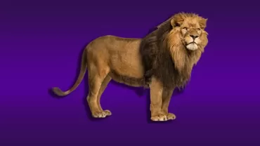 Aslan