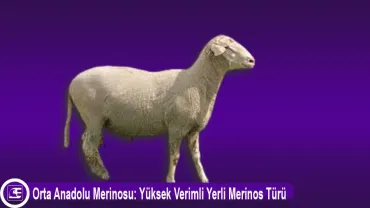 Orta Anadolu Merinosu