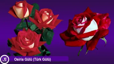 Osiria Gülü (Türk Gülü)