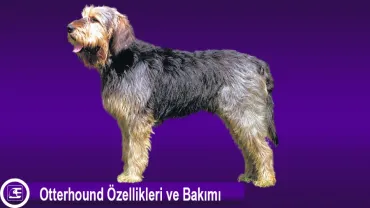 Otterhound (Su Samuru Tazısı)