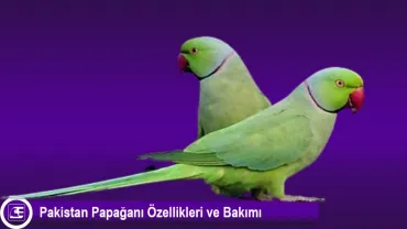 Pakistan Papağanı