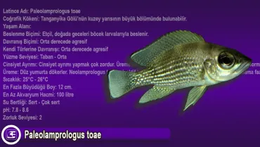 Paleolamprologus toae