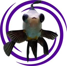 Panda Japon Balığı