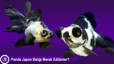 Panda Japon Balığı