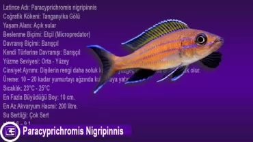 Paracyprichromis Nigripinnis