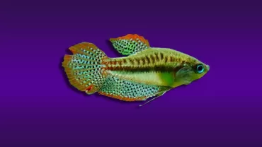 Parlayan Gurami (Trichopsis pumila)