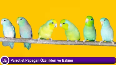 Parrotlet Papağanı