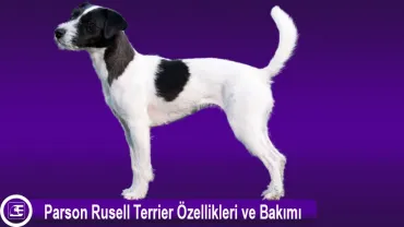 Parson Russell Terrier