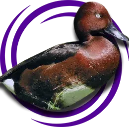 Pasbaş patka (Aythya nyroca)