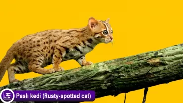Paslı kedi (Rusty-spotted cat)