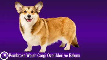 Pembroke Welsh Corgi