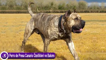 Perro de Presa Canario